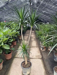 余姚植物租摆价格全解析，一文看懂！